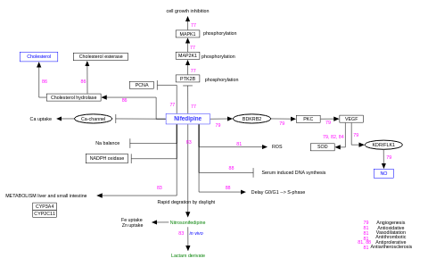 Nifedipine activity
