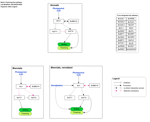 Flowering time pathway