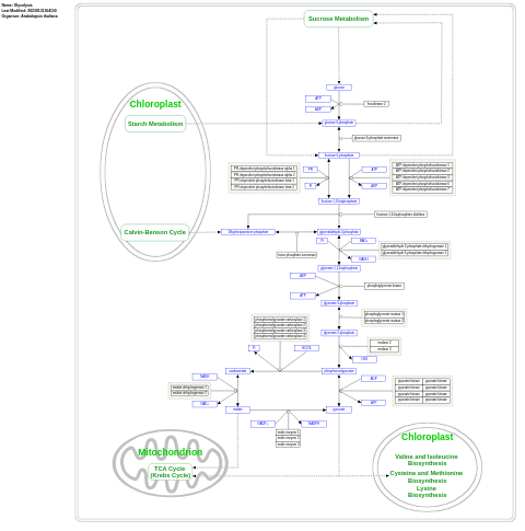 Glycolysis