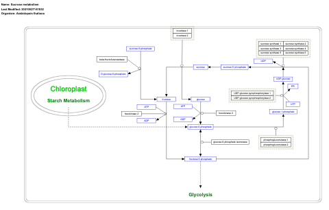 Sucrose metabolism