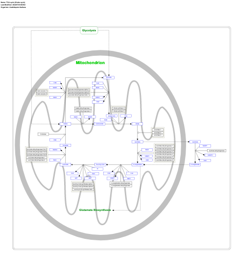 TCA cycle (Krebs cycle)