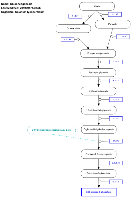 Gluconeogenesis