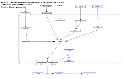 Pto kinase mediated signaling pathway leading to the oxidative burst in tomato