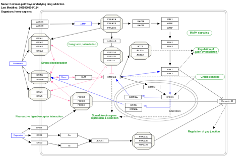 Common pathways underlying drug addiction