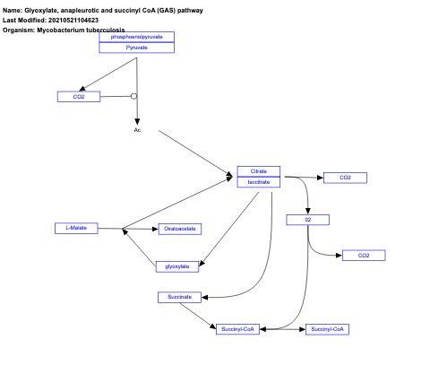 Glyoxylate, anapleurotic and succinyl CoA (GAS) pathway