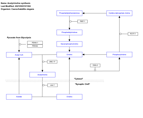Acetylcholine synthesis