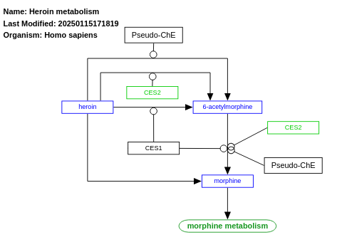 Heroin metabolism