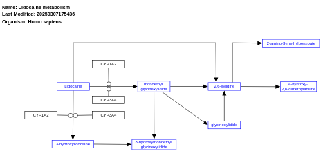 Lidocaine metabolism