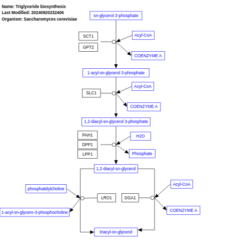 Triglyceride biosynthesis