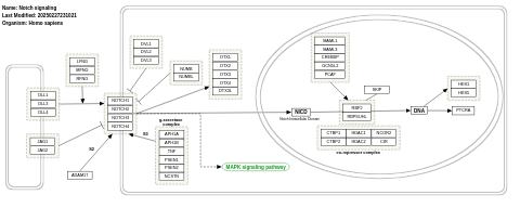 Notch signaling