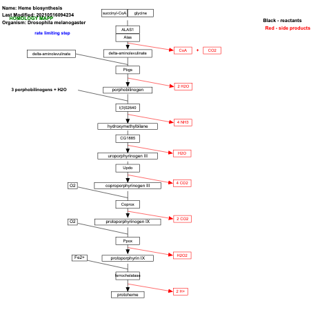 Heme biosynthesis