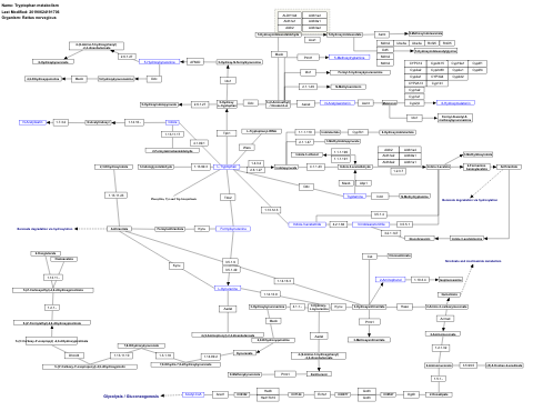 Tryptophan metabolism