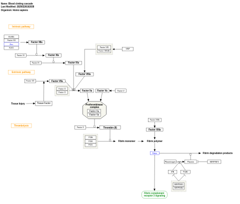 Blood clotting cascade