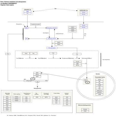 Selenium metabolism and selenoproteins