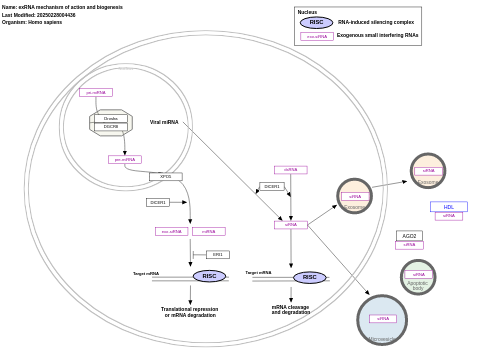 exRNA mechanism of action and biogenesis