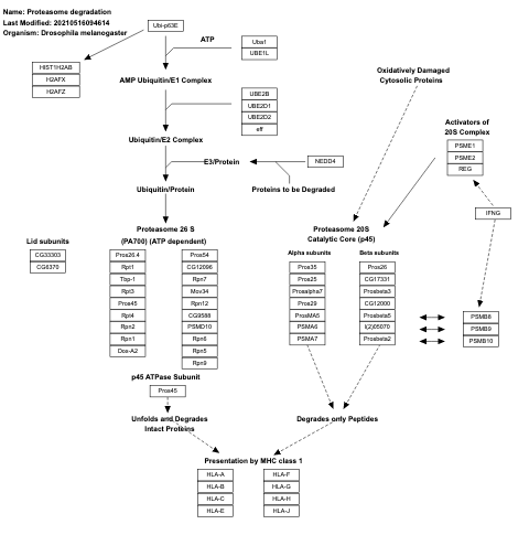 Proteasome degradation