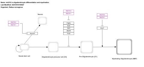 mir219 in oligodendrocyte differentiation and myelination