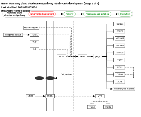 Mammary gland development pathway - Embryonic development (Stage 1 of 4)