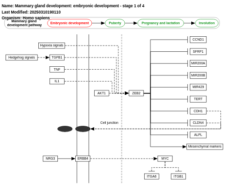 Mammary gland development pathway - Embryonic development (Stage 1 of 4)