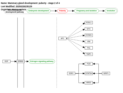 Mammary gland development pathway - Puberty (Stage 2 of 4)