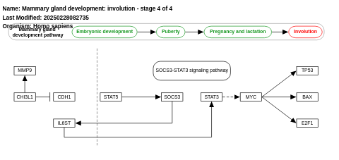 Mammary gland development pathway - Involution (Stage 4 of 4)