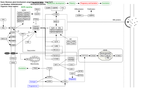 Mammary gland development pathway - Pregnancy and lactation (Stage 3 of 4)