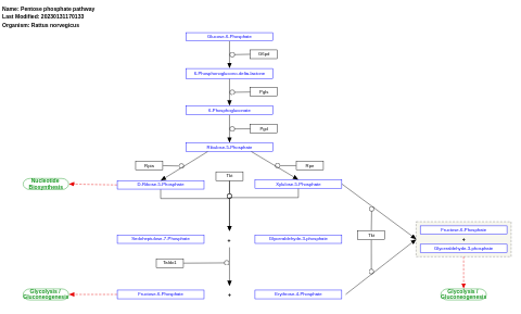 Pentose phosphate pathway