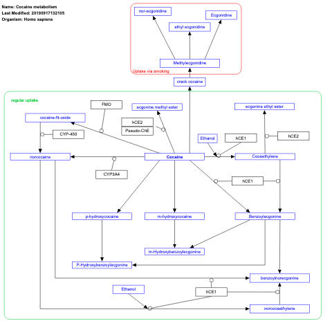 Cocaine metabolism