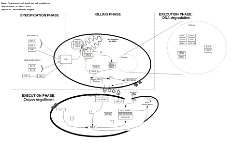 Programmed cell death and cell engulfment