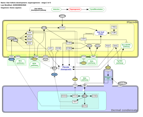 Hair follicle development: organogenesis - part 2 of 3