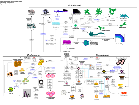 Pluripotent stem cell differentiation pathway