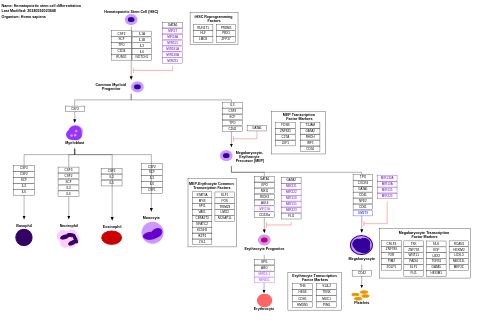 Hematopoietic stem cell differentiation