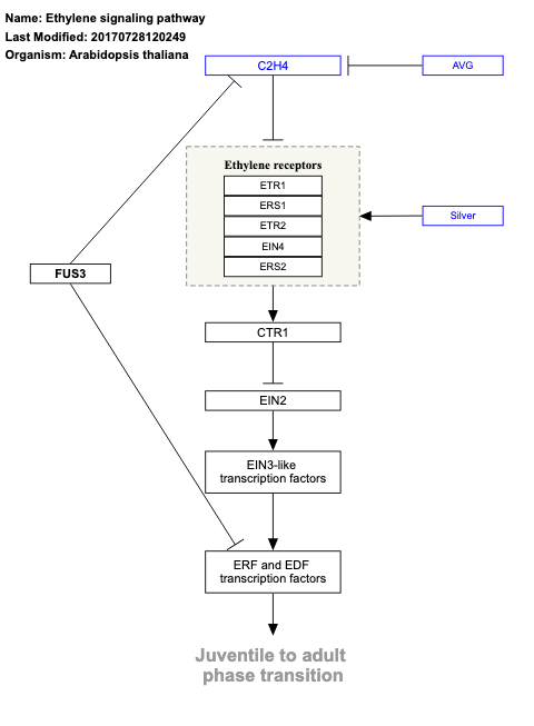 Ethylene signaling pathway