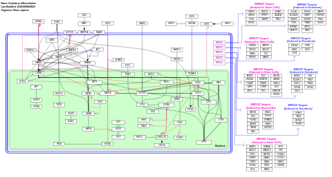 Endoderm differentiation