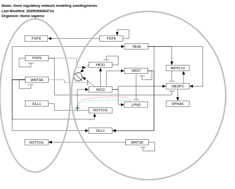 Gene regulatory network modeling somitogenesis 