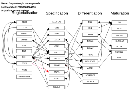 Dopaminergic neurogenesis