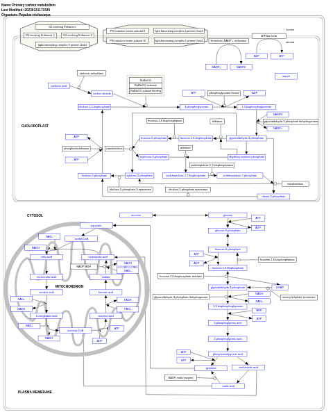 Primary carbon metabolism