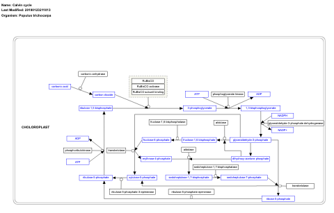 Calvin cycle