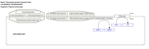 Chloroplast electron transport chain