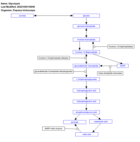 Glycolysis