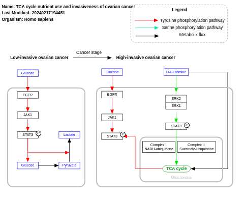 TCA cycle nutrient use and invasiveness of ovarian cancer