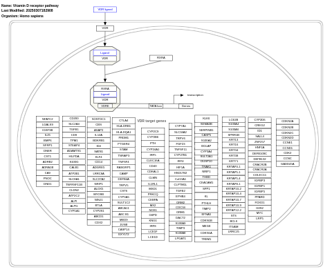 Vitamin D receptor pathway