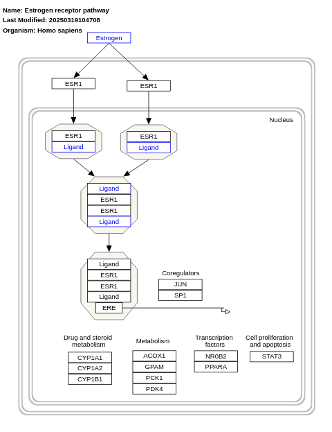 Estrogen receptor pathway