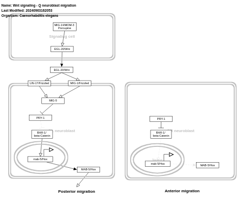 Wnt signaling - Q neuroblast migration