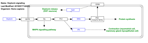 Oxytocin signaling