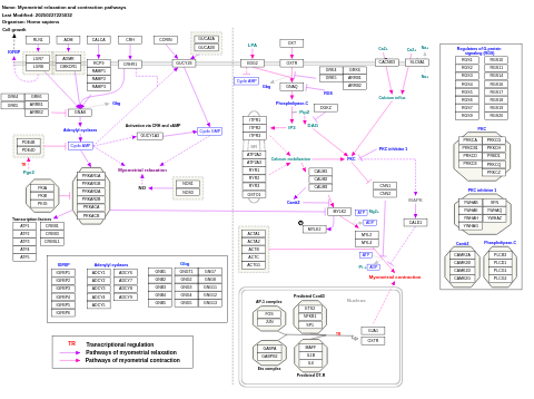 Myometrial relaxation and contraction pathways