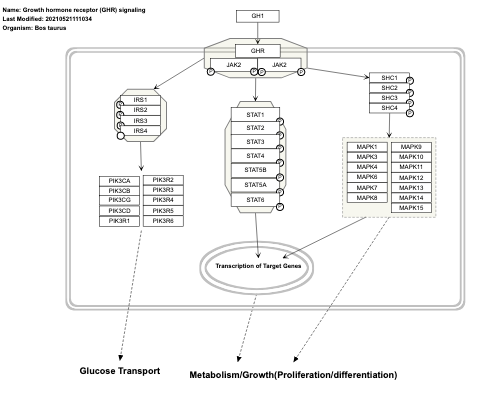 Growth hormone receptor (GHR) signaling