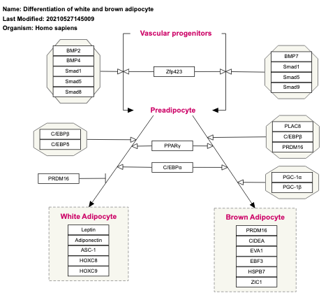 Differentiation of white and brown adipocyte