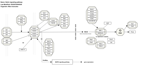 Notch signaling pathway