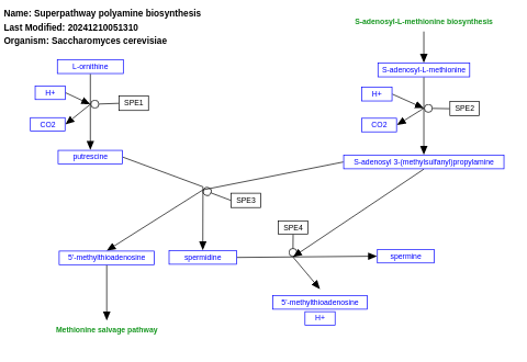 Polyamine biosynthesis